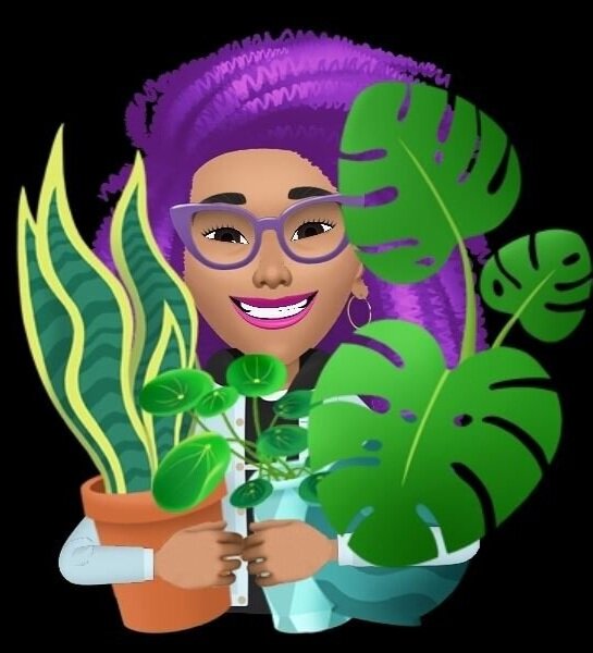 Linden Flower ( organic)